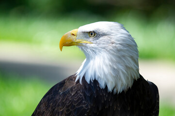 Captive Bald Eagle, also known as the American Eagle, Bald Eagle, White-headed Eagle, or American Eagle