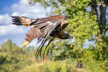 The Golden Eagle (Aquila chrysaetos) flying over a summer nature with sunlight