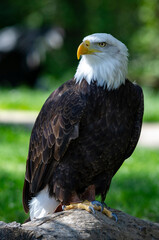 Captive Bald Eagle, also known as the American Eagle, Bald Eagle, White-headed Eagle, or American Eagle