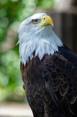 Captive Bald Eagle, also known as the American Eagle, Bald Eagle, White-headed Eagle, or American Eagle