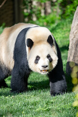 Obraz premium Panda bear, bred in captivity