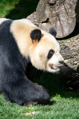 Obraz premium Panda bear, bred in captivity