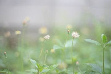 Defocused background and nature of flowers on blur background