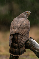 Adult of Northern Goshawk (Accipiter gentilis) on a fence post in the forest of Noord Brabant in the Netherlands. Northern Goshawk on a rainy day. Green background.                               