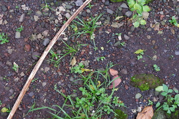 soil conditions in the yard.  there are gravel, twigs and dry leaves, weeds and grass.  good for background