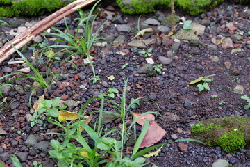 soil conditions in the yard.  there are gravel, twigs and dry leaves, weeds and grass.  good for background