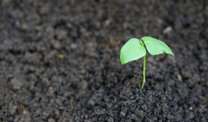 young yard long bean plant growing from the earth
