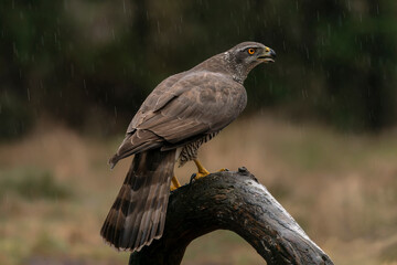 Adult of Northern Goshawk (Accipiter gentilis) on a fence post in the forest of Noord Brabant in the Netherlands. Northern Goshawk on a rainy day. Green background.                               