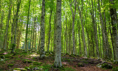 the green of the forest in the months of Spring