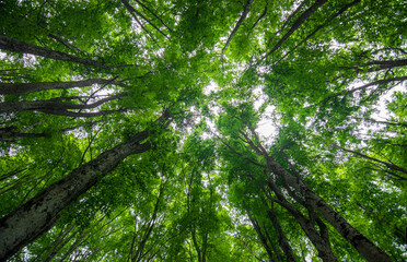 the treetops towards the sky in spring