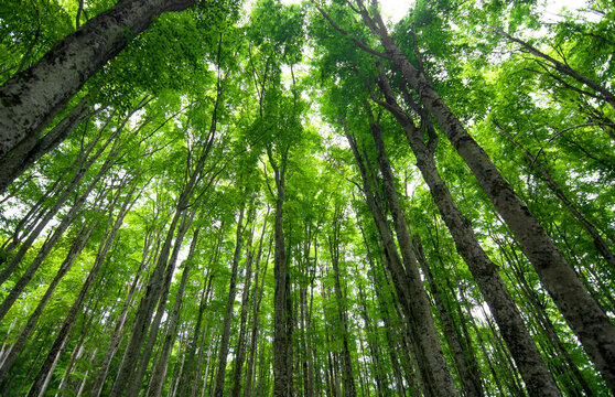 The Green Of The Forests In The Spring Months