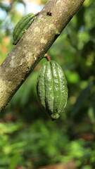 green cocoa pod on tree