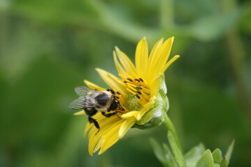 bee on flower