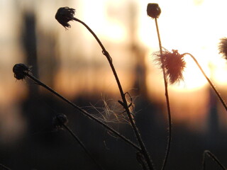 a dry flower at sunset
