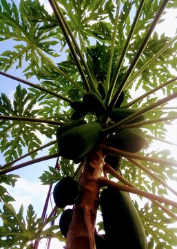 &Aacute;rbol de lechosa con frutos