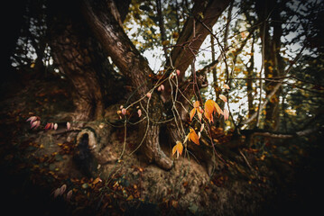 a tree branch with sparse yellow-red leaves, a winding tree trunk in the background, an autumn day