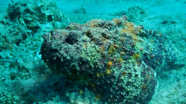 Close-up of the Stonefish quickly moves along the sandy bottom covered with green seagrass near coral reef. Reef Stonefish (Synanceia verrucosa). 4K-60fps