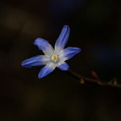 Closeup of blooming blue scilla luciliae flowers in sunny day. First spring bulbous plants. Selective focus.