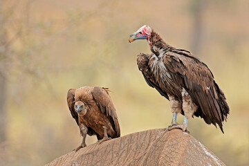 A lappet-faced and white-backed vulture on a dead elephant, Kruger National Park, South Africa.