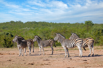 Obraz na płótnie Canvas Herd of plains zebras (Equus burchelli) in natural habitat, Kruger National Park, South Africa.