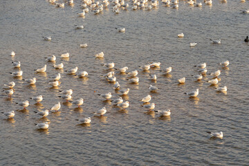 水面に浮かぶたくさんの白いカモメ