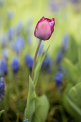 Isolated single purple tulip (tulipa), spring flower in the garden. Detail macro photo flower