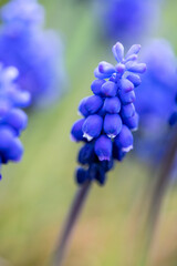 Common grape hyacinth: a species of Grape hyacinths, also known as Compact, Small and Italian grape hyacinth, its botanical name is Muscari botryoides.