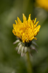 A yellow Dandelion (Taraxacum officinale) flower head. Common Dandelion blooming in the early spring. Macro. Detail. Close up.