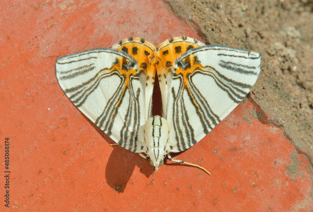 Poster butterfly geometer (callabraxas ludovicaria)