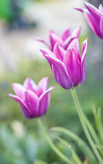 Isolated single purple or pink tulip (tulipa), spring flower in the garden. Detail macro photo flower