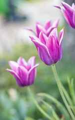 Obraz premium Isolated single purple or pink tulip (tulipa), spring flower in the garden. Detail macro photo flower