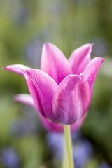 Obraz premium Isolated single purple or pink tulip (tulipa), spring flower in the garden. Detail macro photo flower