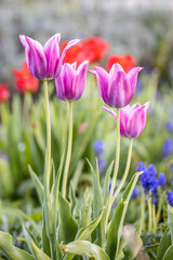 Silver and pink and purple color Triumph Tulips (Tulipa) Mistress Mystic flower in a garden in June or May Idea for postcards, greetings, invitations, posters and Birthday decoration, background