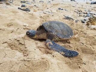 turtle on the beach