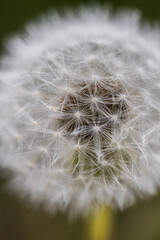 rest of a flower with seeds of a blossomed dandelion on a stalk in sunny weather in a grass, Macro photo detail
