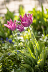 Fototapeta premium Silver and pink and purple color Triumph Tulips (Tulipa) Mistress Mystic flower in a garden in June or May Idea for postcards, greetings, invitations, posters and Birthday decoration, background