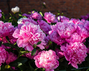 Obraz na płótnie Canvas An amazing pink bloom of peony flowers close up in the garden, selective focus. Gorgeous terry semi-pink peonies, botany summer flowers.
