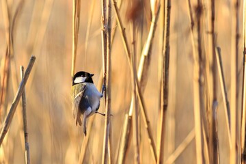 シジュウカラ