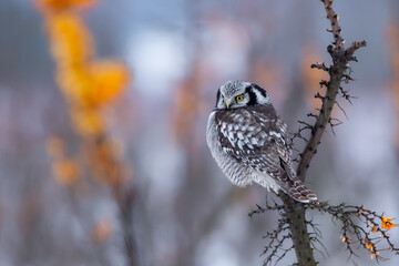 Sowa jarzębata / Northern Hawk Owl (Surnia ulula)