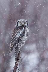 Sowa jarzębata / Northern Hawk Owl (Surnia ulula) - obrazy, fototapety, plakaty