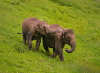 Fototapeta na wymiar The elephant showing on greeny grass field