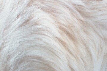 white fur background close-up beautiful fur texture
