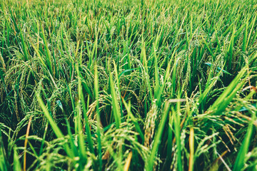 Close up of green rice grains and leaves growing on field.