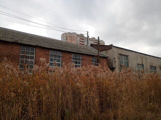 Thickets of reeds in front of brick building. Old technological building.