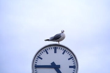 Seagull sitting on top of clock at pier of Lake Zurich on a gray winter day at City of Zürich. Photo taken February 3rd, 2022, Zurich, Switzerland.