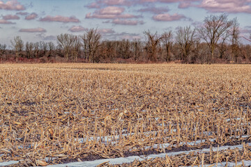 Frozen Canadian Corn Field