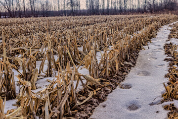 Looking out into a frozen corn field in the winter months.