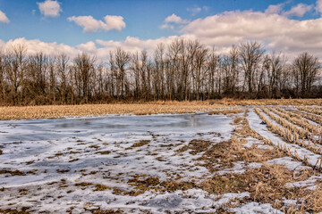 Frozen pool of water in the middle of a corn field.