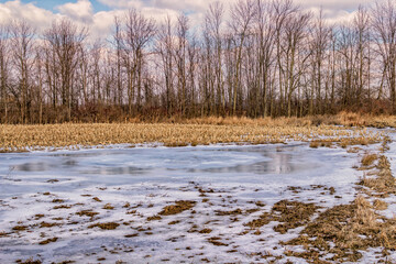 A frozen pool of water in the middle of a corn field.