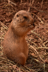 Attentive and Alert Prairie Dog Standing Up